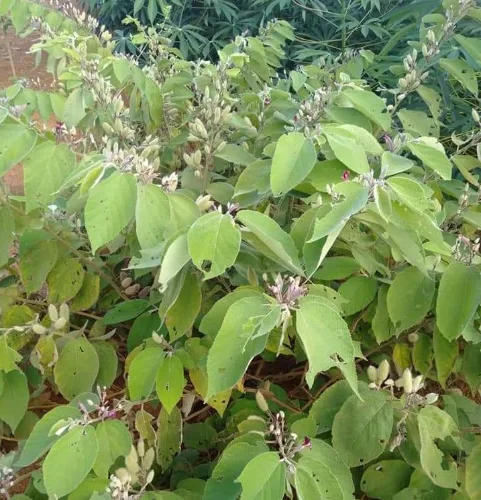 Cây An Xoa tươi