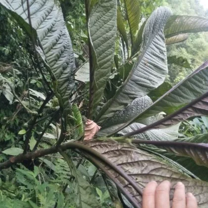 Cây Khôi Nhung Tía trong rừng