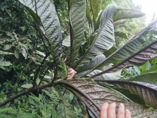Cây Khôi Nhung Tía trong rừng