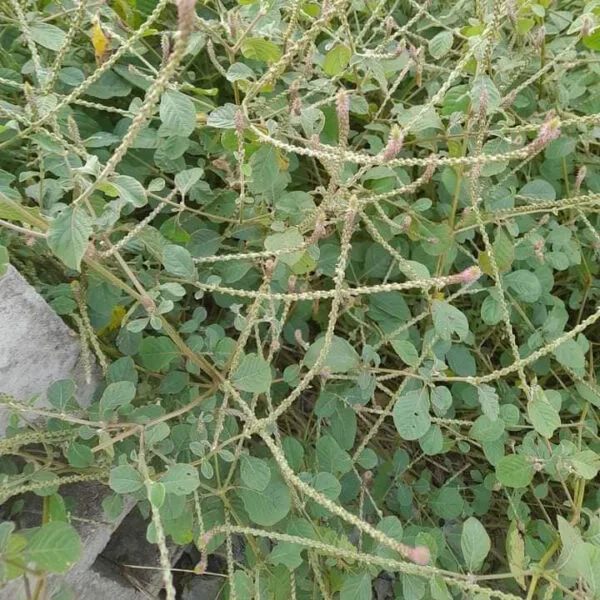 Cỏ Xước tươi