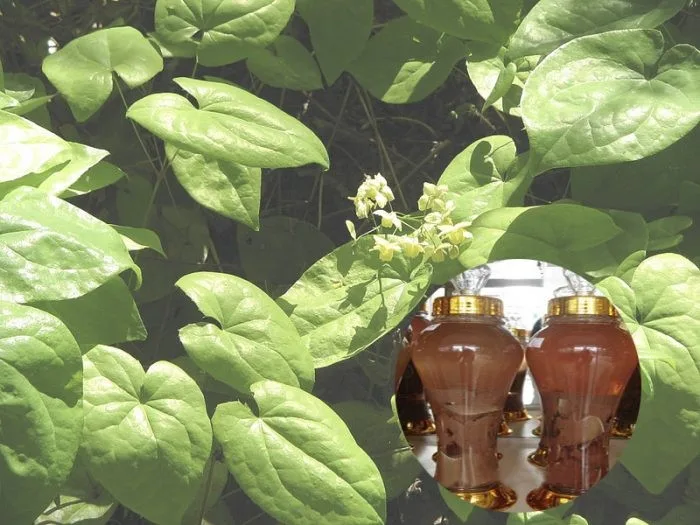 Dâm Dương Hoắc - ngâm rượu nhiều vị