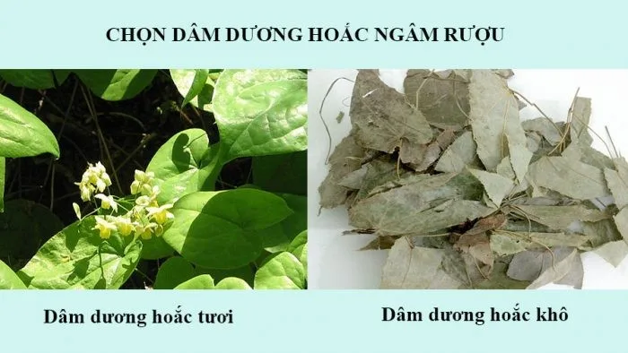 Dâm Dương Hoắc ngâm rượu