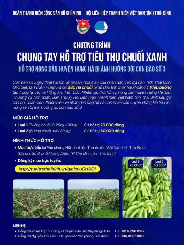 Giải cứu Chuối xanh thiệt hại trong bão số 3