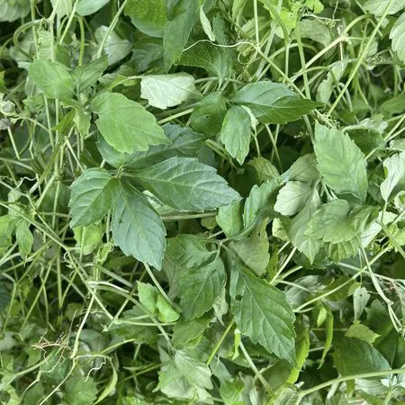Giảo Cổ Lam Tươi