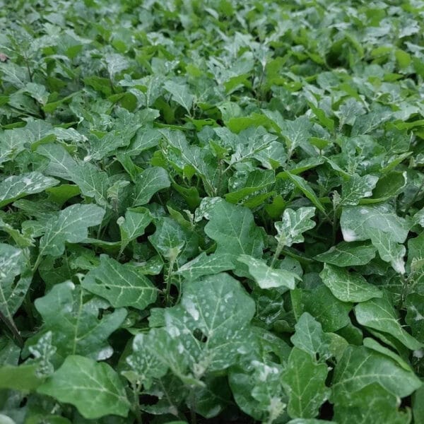 Luống cây Cà Gai Leo