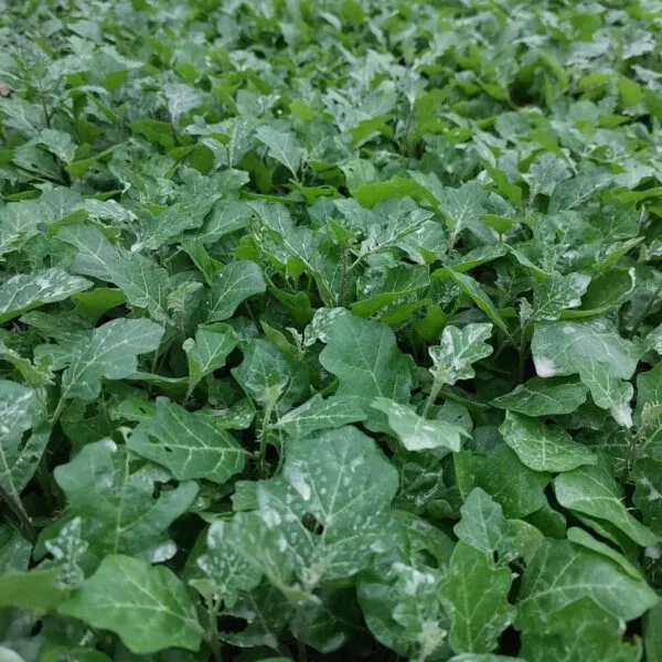 Luống cây Cà Gai Leo