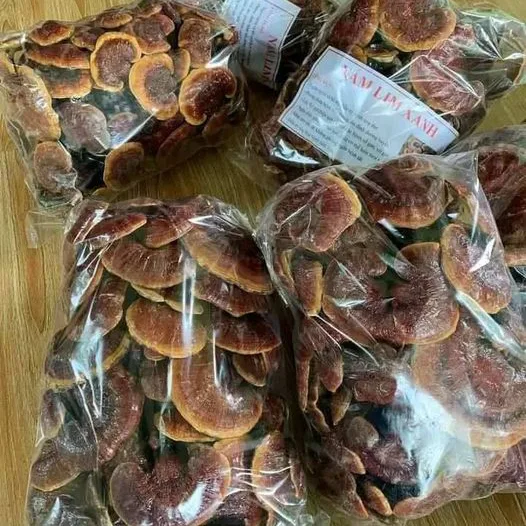 Nấm Lim Xanh Rừng 2