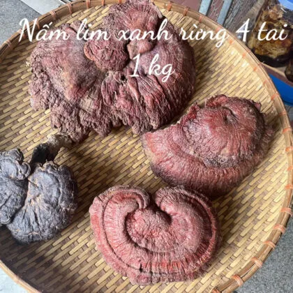 Nấm Lim Xanh Rừng 3