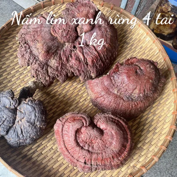 Nấm Lim Xanh Rừng 3