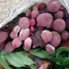 Nấm Ngọc Cầu - Cây Tỏa Dương 1