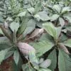 Nhiều cây Khôi Nhung Tía