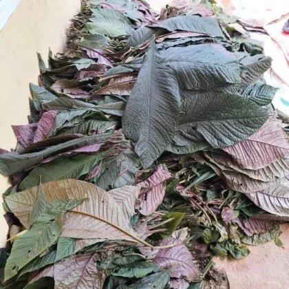 Phơi lá Khôi Nhung Tía