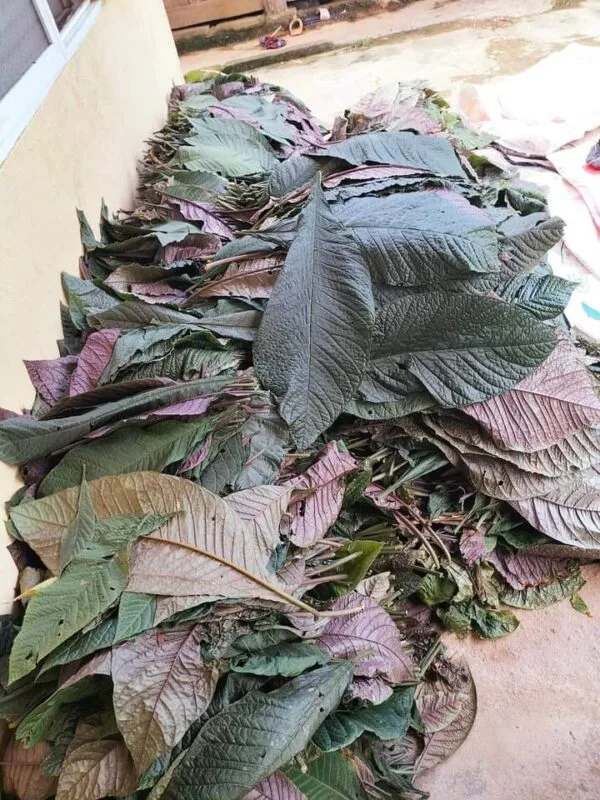 Phơi lá Khôi Nhung Tía