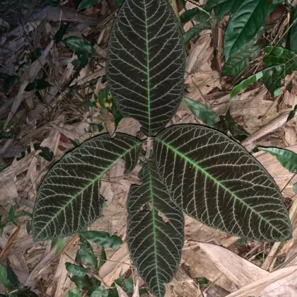 Rừng Khôi Nhung Tía 1