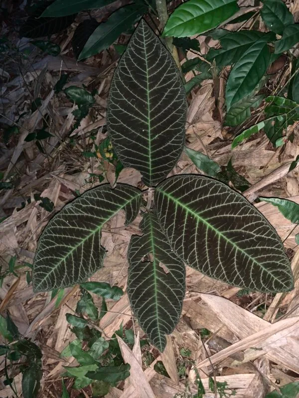 Rừng Khôi Nhung Tía 1