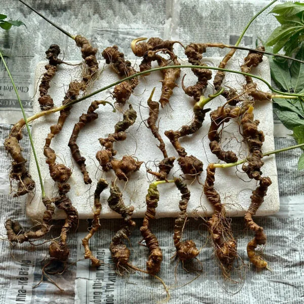 Sâm Ngọc Linh 23 củ 1kg