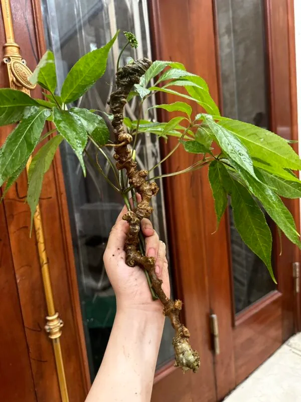 Sâm Ngọc Linh 4