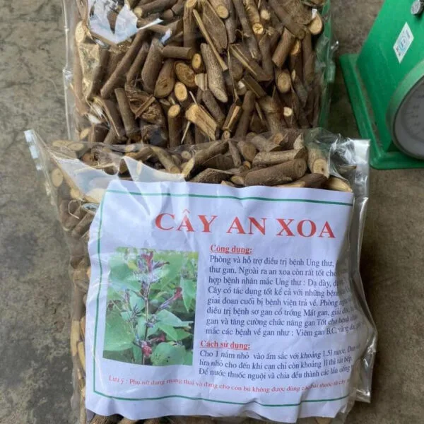 Thân cây An Xoa khô